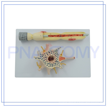 PNT-0640 Hot sale 2500 times enlarged Neuron model